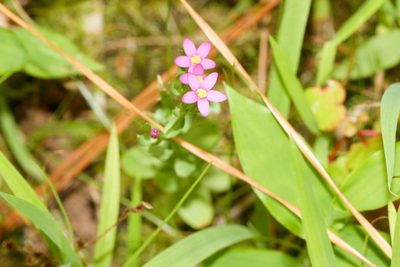 Centaurium pulchellum, photographed by Tom Field
