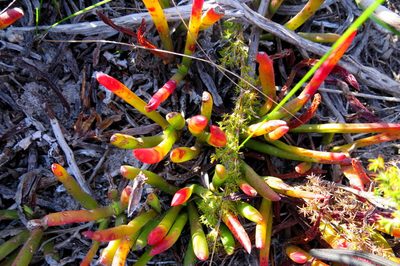 Carpobrotus muirii, photographed by Di Turner