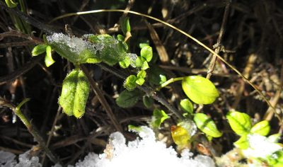 Afrolobium swartbergense, photographed by Di Turner