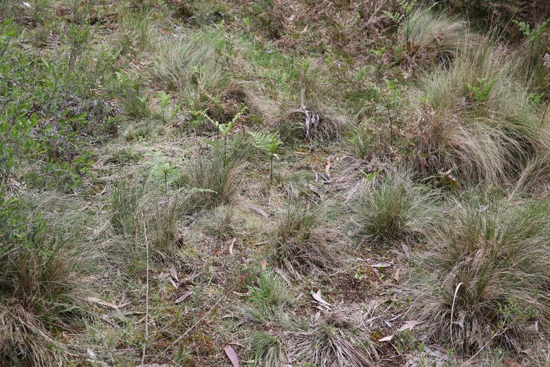 Poa sieberiana, photographed by Greg Tasney