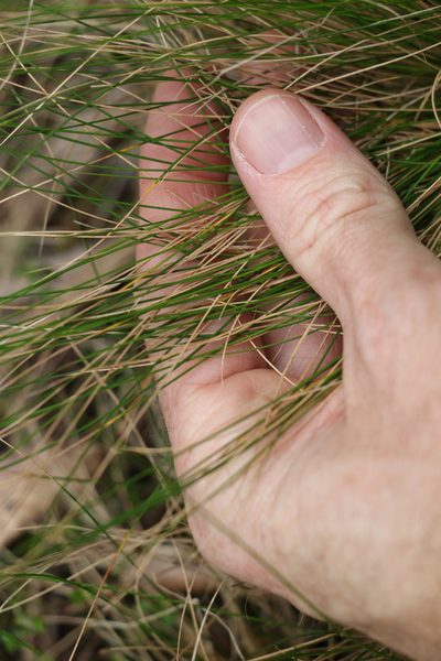 Poa sieberiana, photographed by Greg Tasney
