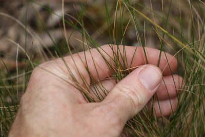 Poa sieberiana, photographed by Greg Tasney