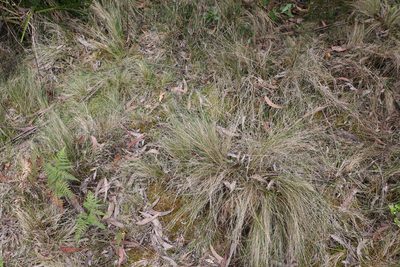 Poa sieberiana, photographed by Greg Tasney