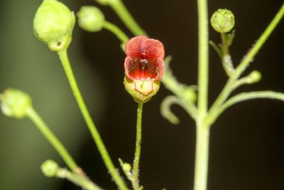 Scrophularia marilandica, photographed by Tom Field