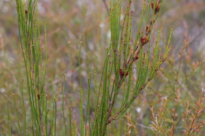 Allocasuarina rigida, photographed by Greg Tasney