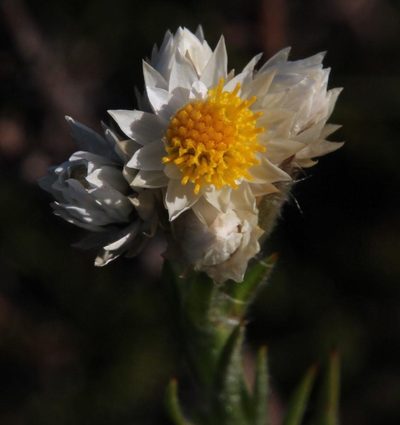 Achyranthemum striatum, photographed by Tony Rebelo