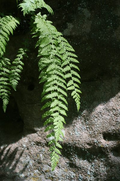 Woodsia fragilis, photographed by Oleg Kosterin