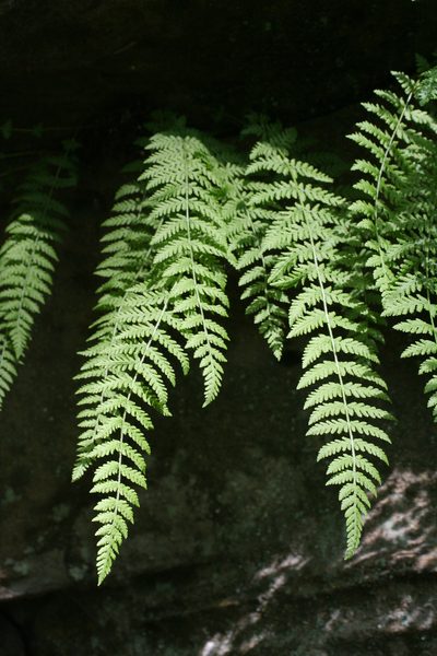 Woodsia fragilis, photographed by Oleg Kosterin