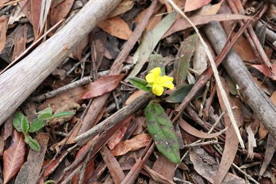 Hibbertia dentata, photographed by Greg Tasney