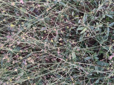 Boerhavia erecta