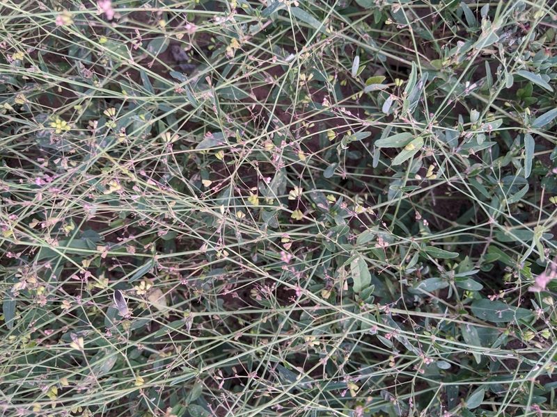 Boerhavia erecta, photographed by Rachel Stringham