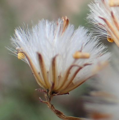 Senecio crassiusculus, photographed by Nicola van Berkel