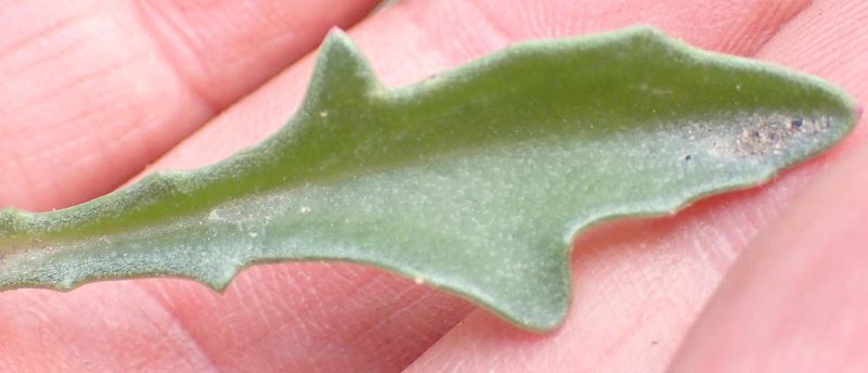 Senecio crassiusculus, photographed by Nicola van Berkel