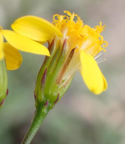 Senecio crassiusculus, photographed by Nicola van Berkel
