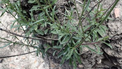 Senecio crassiusculus, photographed by Nicola van Berkel