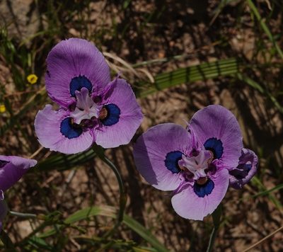Moraea villosa, photographed by desertnaturalist