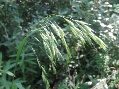 Bromus ciliatus, photographed by Erin Springinotic