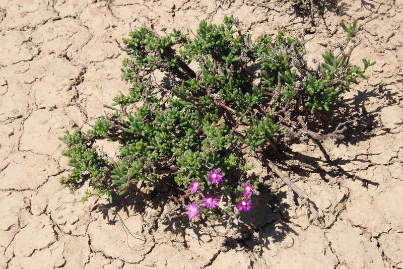 Delosperma peersii, photographed by Tony Rebelo