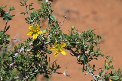 Roepera incrustata, photographed by Tony Rebelo