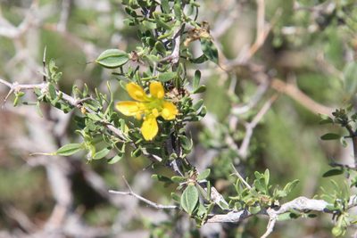 Roepera incrustata, photographed by Tony Rebelo