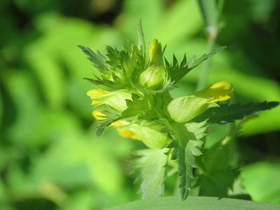 Rhinanthus groenlandicus, photographed by Erin Springinotic