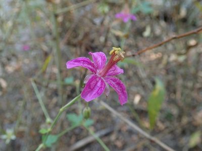 Geranium caespitosum, photographed by Clifton Ladd, C.W.B.