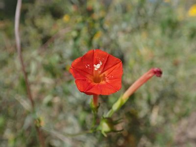 Ipomoea cristulata, photographed by Clifton Ladd, C.W.B.