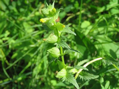 Rhinanthus groenlandicus, photographed by Erin Springinotic