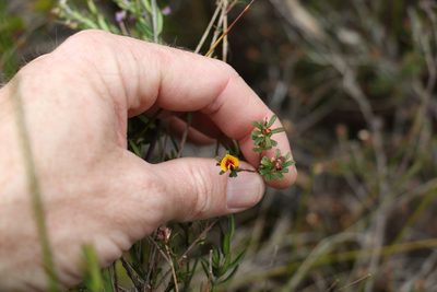 Pultenaea retusa, photographed by Greg Tasney