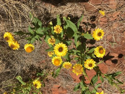 Xerochrysum interiore, photographed by Rob Foster