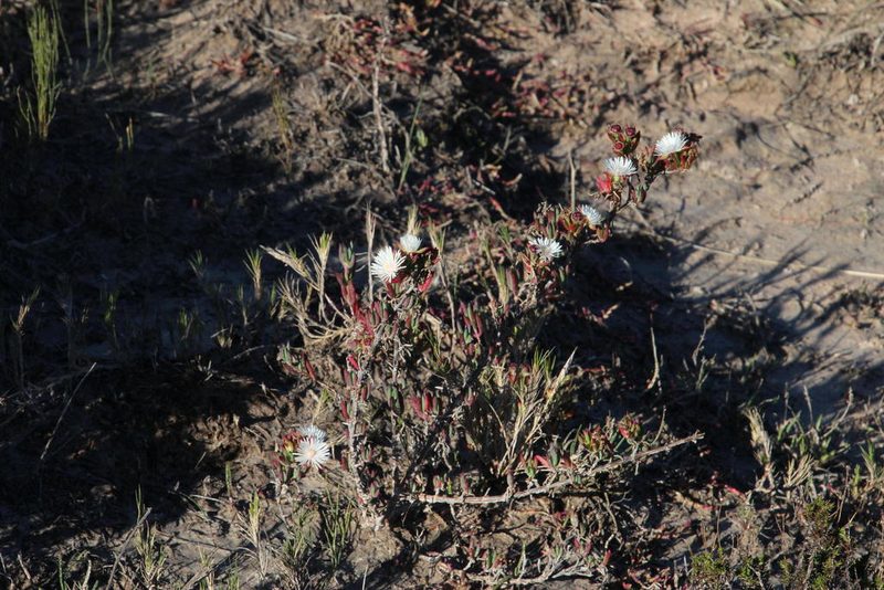 Lampranthus productus, photographed by Tony Rebelo