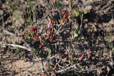 Lampranthus productus, photographed by Tony Rebelo