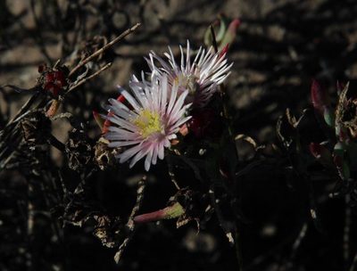 Lampranthus productus, photographed by Tony Rebelo
