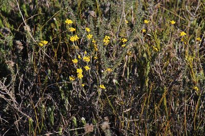 Helichrysum anomalum, photographed by Tony Rebelo
