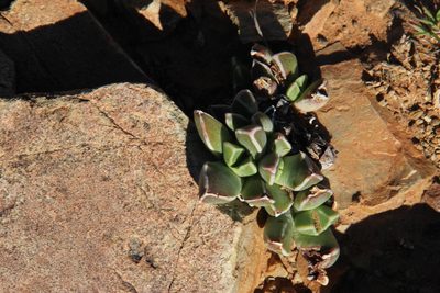 Faucaria bosscheana, photographed by Tony Rebelo