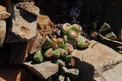 Faucaria bosscheana, photographed by Tony Rebelo