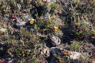 Glottiphyllum longum, photographed by Tony Rebelo