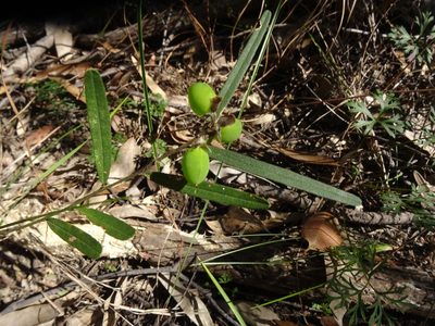 Hovea heterophylla, photographed by Gary Williams