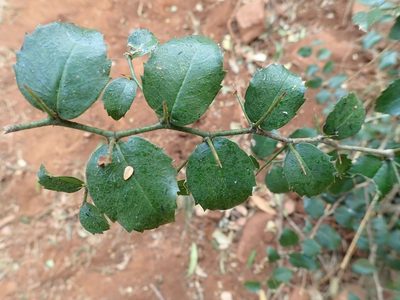 Chaetachme aristata, photographed by Andrew Deacon