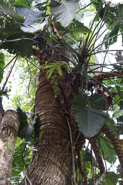 Philodendron speciosum, photographed by Conrado Pável de Oliveira