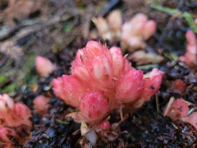 Hemitomes congestum, photographed by Mandy Hackney