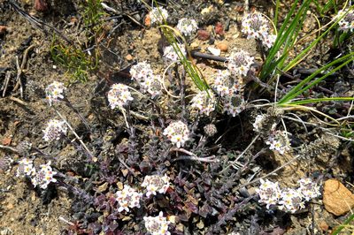 Pseudoselago prostrata, photographed by Di Turner