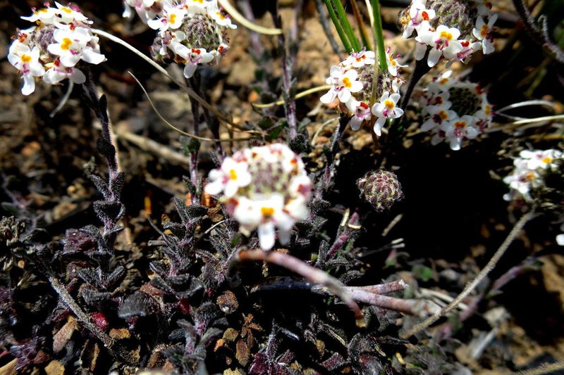 Pseudoselago prostrata, photographed by Di Turner