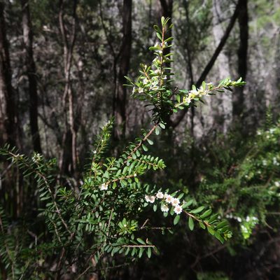 Thryptomene micrantha, photographed by Cowirrie
