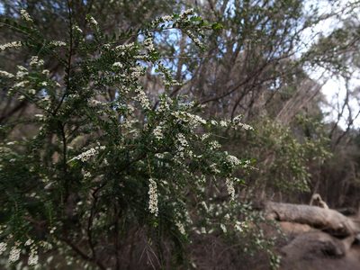 Thryptomene micrantha, photographed by Cowirrie