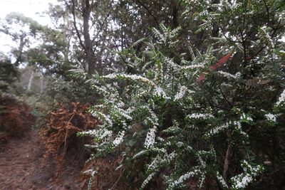 Thryptomene micrantha, photographed by Cowirrie