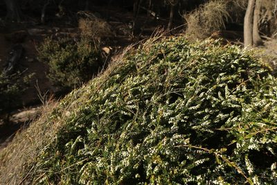 Thryptomene micrantha, photographed by Cowirrie