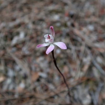 Caladenia fuscata, photographed by Cowirrie