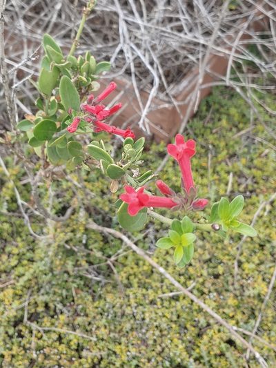 Gambelia speciosa, photographed by Tom and T Herman