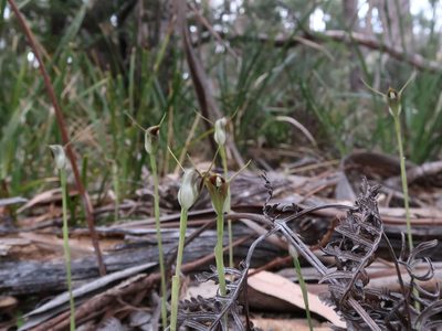 Pterostylis pedunculata, photographed by Cowirrie